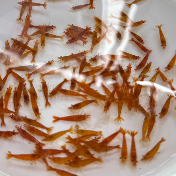 B級香吉士|米蝦