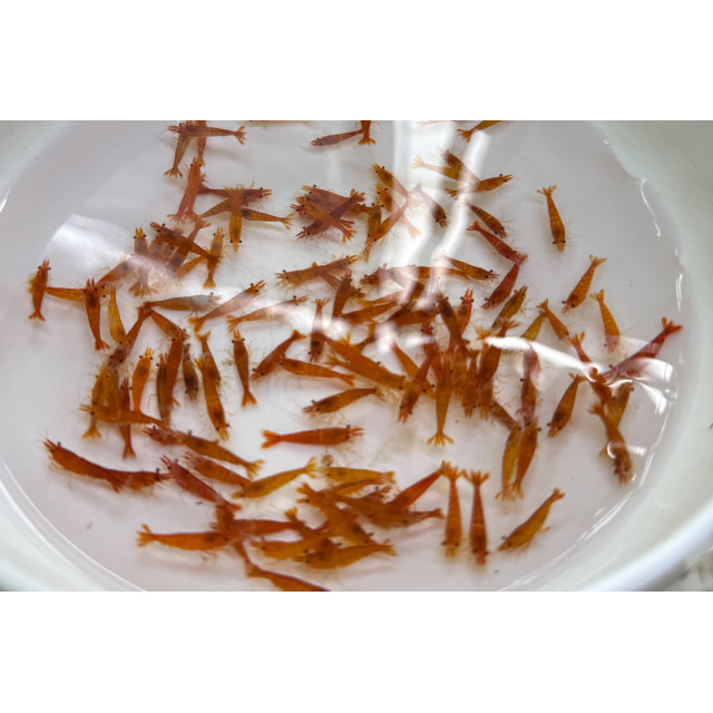 B級香吉士|米蝦