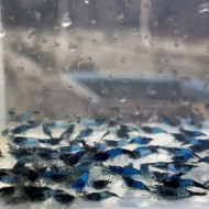 黑、藍琉璃|米蝦