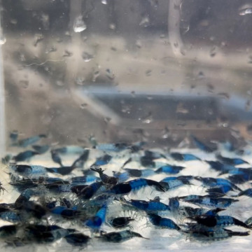 黑、藍琉璃|米蝦