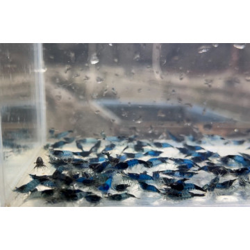 黑、藍琉璃|米蝦