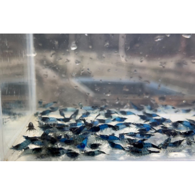 黑、藍琉璃|米蝦