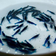 夢幻藍絲絨|米蝦