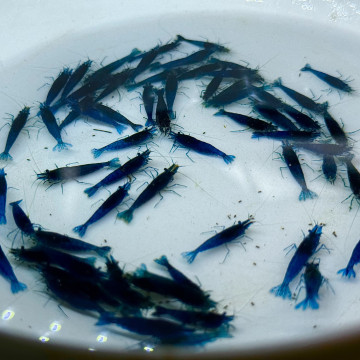 夢幻藍絲絨|米蝦