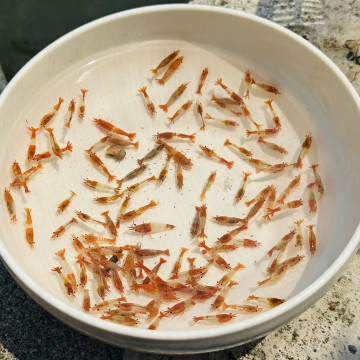 B級橘琉璃|米蝦