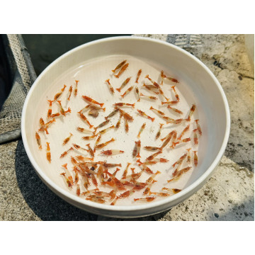 B級橘琉璃|米蝦