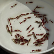 B級紅琉璃|米蝦