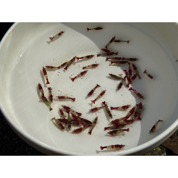 B級紅琉璃|米蝦