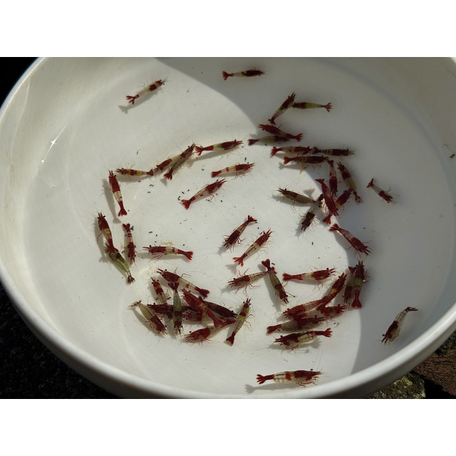 B級紅琉璃|米蝦