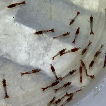 C級紅琉璃|米蝦