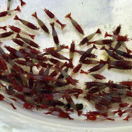 A級紅琉璃|米蝦