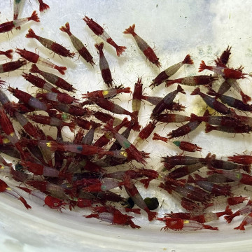 A級紅琉璃|米蝦