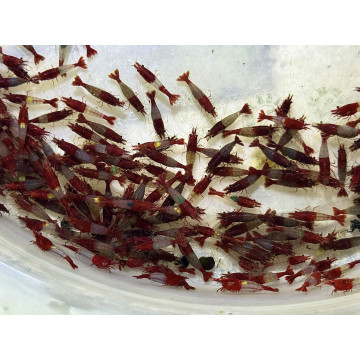 A級紅琉璃|米蝦