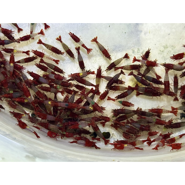 A級紅琉璃|米蝦