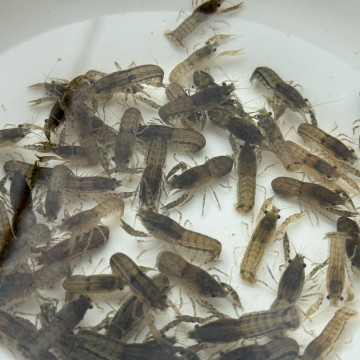 特薩奴侏儒丨螯蝦