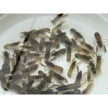 特薩奴侏儒丨螯蝦