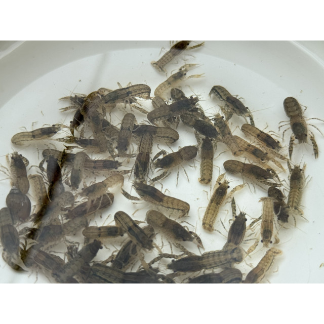 特薩奴侏儒丨螯蝦