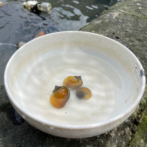 粉鑽黃金螺丨除藻螺