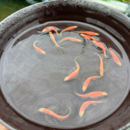 粉紅大帆斑馬仙子