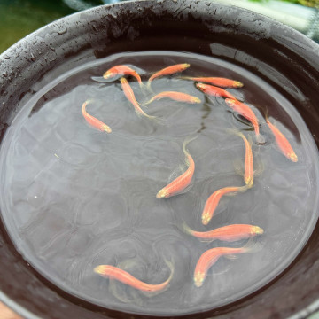 粉紅大帆斑馬仙子