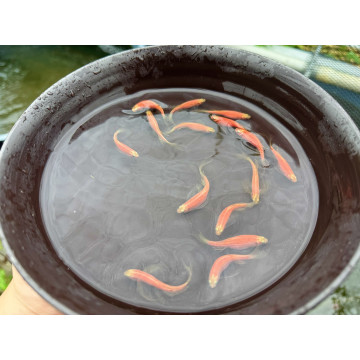 粉紅大帆斑馬仙子