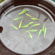 深綠大帆斑馬仙子