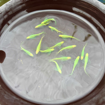 深綠大帆斑馬仙子