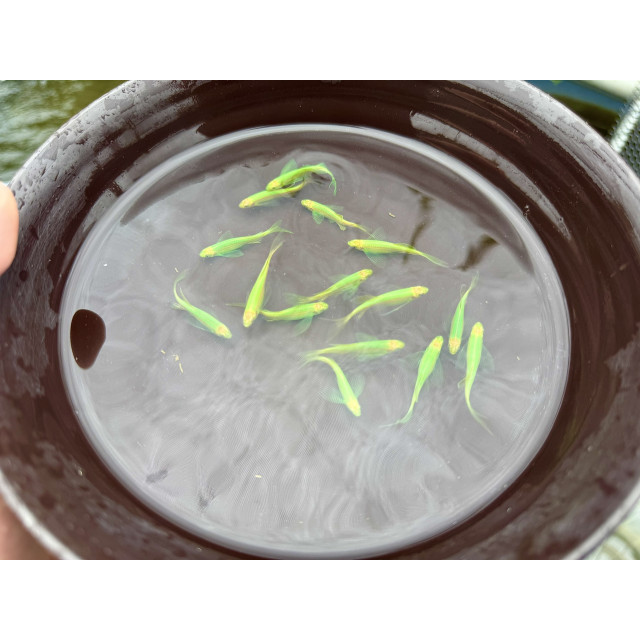 深綠大帆斑馬仙子