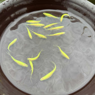 淺綠大帆斑馬仙子