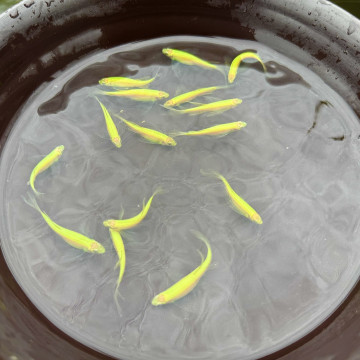 淺綠大帆斑馬仙子