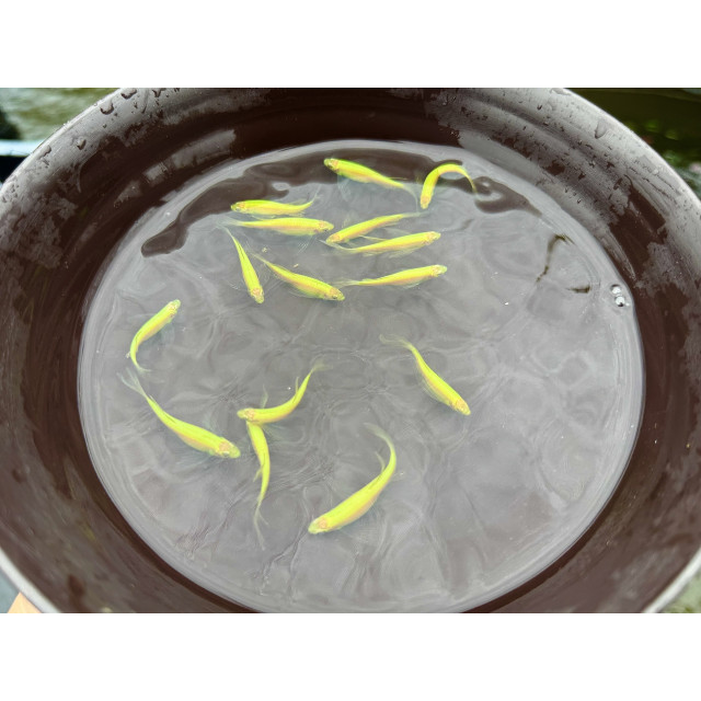 淺綠大帆斑馬仙子