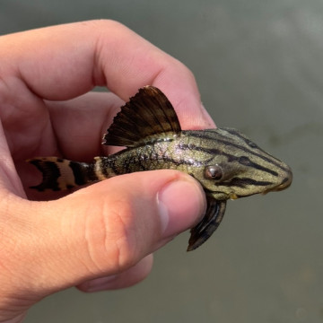 綠皮皇冠豹8~10cm