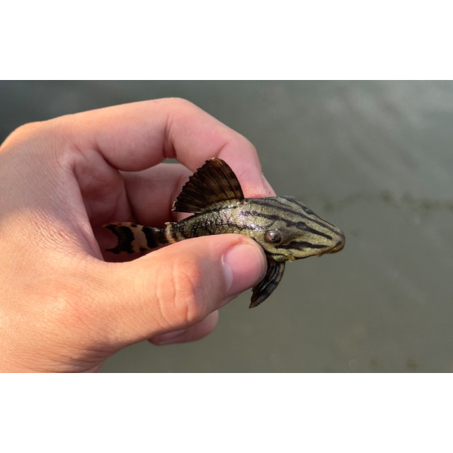 綠皮皇冠豹8~10cm