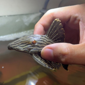 白金皇冠豹10~12cm