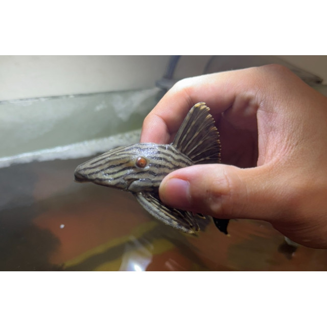 白金皇冠豹10~12cm