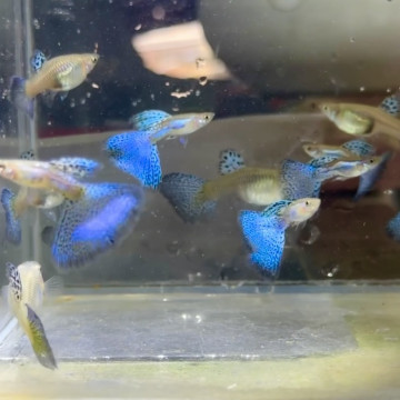 特級藍草尾丨對魚