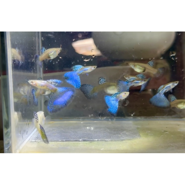 特級藍草尾丨對魚