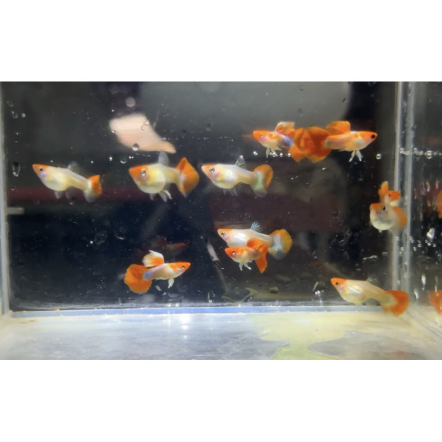 短身艾爾銀丹頂|對魚