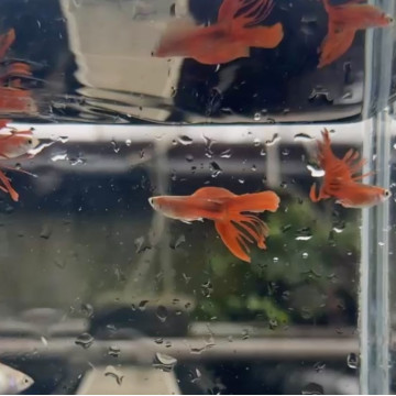 野生全紅冠尾|對魚