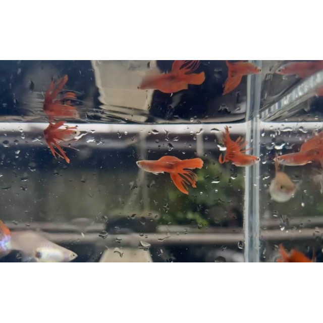 野生全紅冠尾|對魚