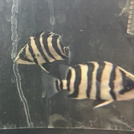 蘇門達臘虎(包腹、頸)