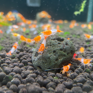 A級橘琉璃|米蝦